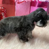 Cupid, a male Miniature Schnauzer for sale in Harrison, AR – Photo 3 of 5