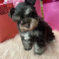 Cupid, a male Miniature Schnauzer for sale in Harrison, AR – Photo 1 of 5