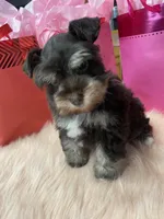 Cupid, a male Miniature Schnauzer for sale in Harrison, AR – Photo 1 of 5