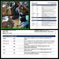 Stone, a male French Bulldog for sale in Springfield, MO – 2 of 3