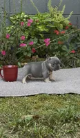 Ash, a male French Bulldog for sale in Springfield, MO – 2 of 6