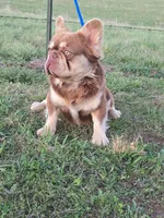 Mark Henry , a male French Bulldog for sale in Springfield, MO – 5 of 6
