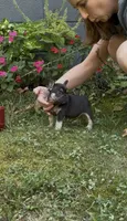 Lucky, a male French Bulldog for sale in Springfield, MO – 3 of 5
