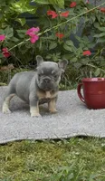 Ash, a male French Bulldog for sale in Springfield, MO – 3 of 6