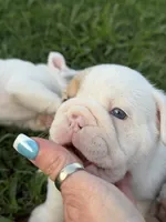 Violet Beauregarde, a female English Bulldog for sale in Springfield, MO – 3 of 10