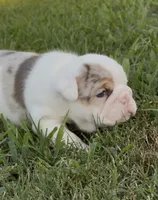 Violet Beauregarde, a female English Bulldog for sale in Springfield, MO – 8 of 10