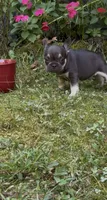 Lucky, a male French Bulldog for sale in Springfield, MO – 2 of 5