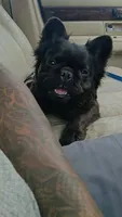Mark Henry , a male French Bulldog for sale in Springfield, MO – 6 of 6