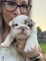 Willy Wonka, a male English Bulldog for sale in Springfield, MO – 3 of 8
