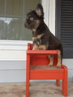 Mark Henry , a male French Bulldog for sale in Springfield, MO – 2 of 6