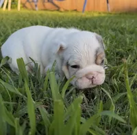 Willy Wonka, a male English Bulldog for sale in Springfield, MO – 4 of 8