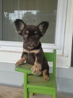 Spider-man, a male French Bulldog for sale in Springfield, MO – 1 of 7