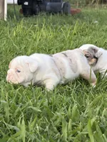 Violet Beauregarde, a female English Bulldog for sale in Springfield, MO – 5 of 10