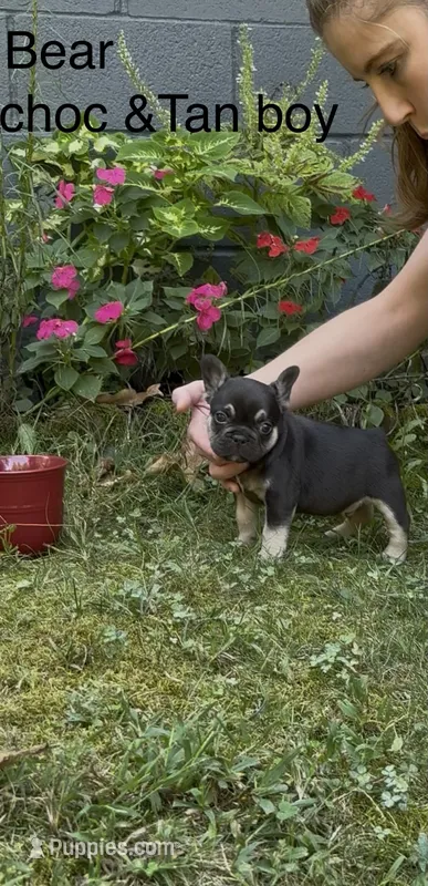 Bear – French Bulldog puppy for sale in Springfield, MO