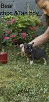 Bear, a male French Bulldog for sale in Springfield, MO – 1 of 7