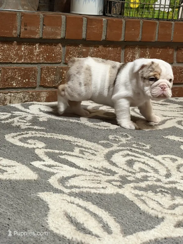 Violet Beauregarde – English Bulldog puppy for sale in Springfield, MO