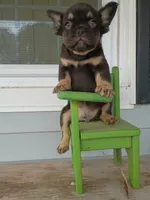 Spider-man, a male French Bulldog for sale in Springfield, MO – 5 of 7