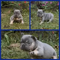 Ash, a male French Bulldog for sale in Springfield, MO – 4 of 6