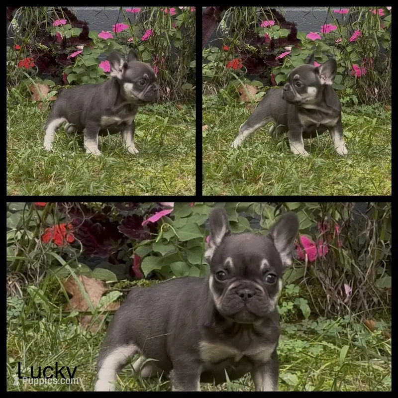 Lucky – French Bulldog puppy for sale in Springfield, MO