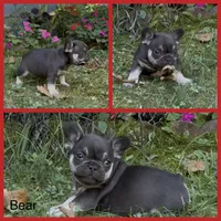 Bear, a male French Bulldog for sale in Springfield, MO – 5 of 7