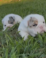 Violet Beauregarde, a female English Bulldog for sale in Springfield, MO – 2 of 10