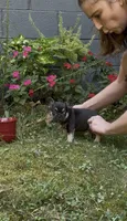 Bear, a male French Bulldog for sale in Springfield, MO – 3 of 7