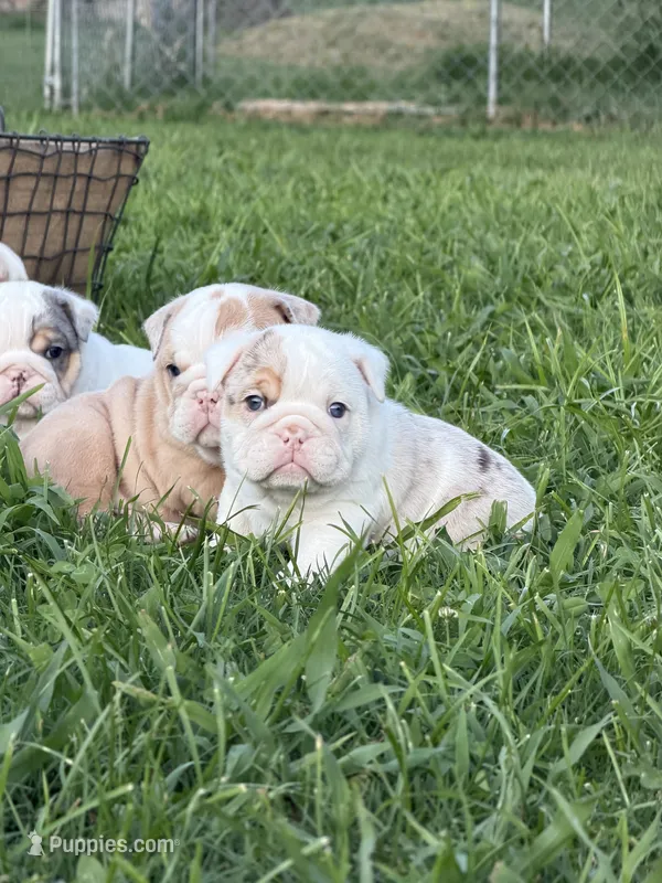 Violet Beauregarde – English Bulldog puppy for sale in Springfield, MO