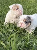 Willy Wonka, a male English Bulldog for sale in Springfield, MO – 5 of 8
