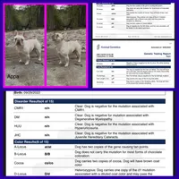 Tanner, a male French Bulldog for sale in Springfield, MO – 2 of 3