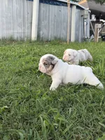 Willy Wonka, a male English Bulldog for sale in Springfield, MO – 7 of 8