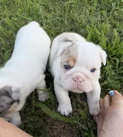 Violet Beauregarde, a female English Bulldog for sale in Springfield, MO – 6 of 10