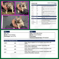 Tanner, a male French Bulldog for sale in Springfield, MO – 3 of 3