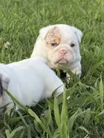 Violet Beauregarde, a female English Bulldog for sale in Springfield, MO – 4 of 10