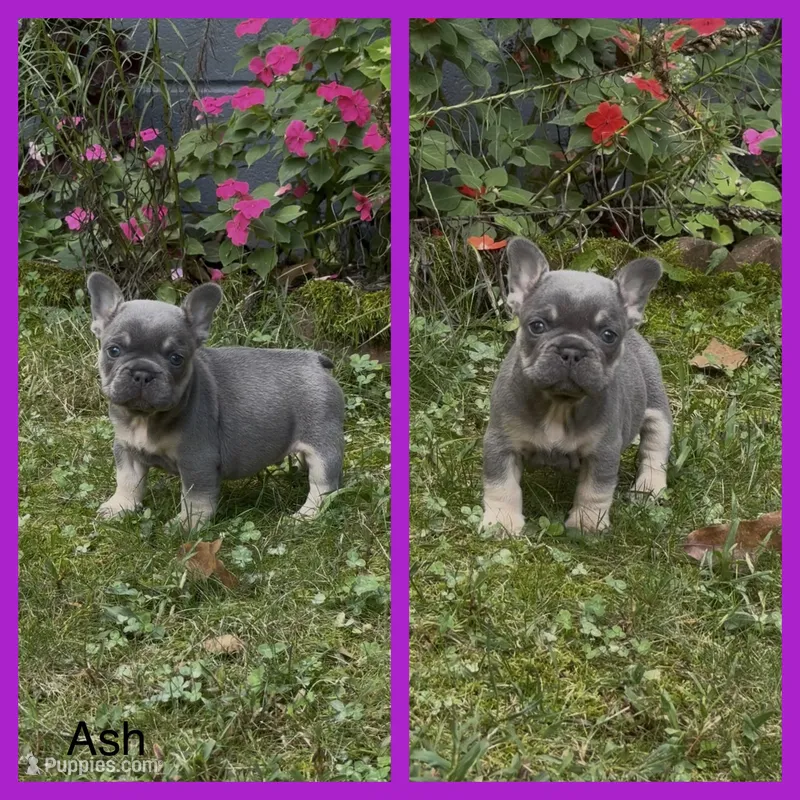 Ash – French Bulldog puppy for sale in Springfield, MO