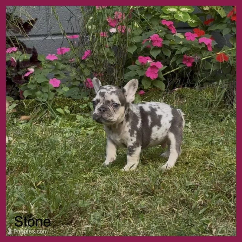 Stone – French Bulldog puppy for sale in Springfield, MO