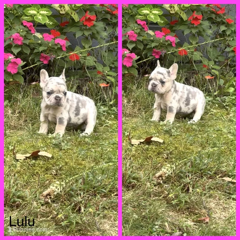 LuLu – French Bulldog puppy for sale in Springfield, MO