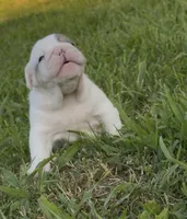 Willy Wonka, a male English Bulldog for sale in Springfield, MO – 2 of 8