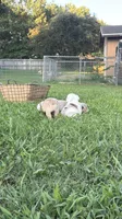 Violet Beauregarde, a female English Bulldog for sale in Springfield, MO – 10 of 10