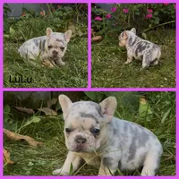 LuLu, a female French Bulldog for sale in Springfield, MO – 3 of 5