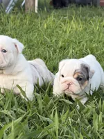 Willy Wonka, a male English Bulldog for sale in Springfield, MO – 6 of 8