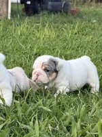 Willy Wonka, a male English Bulldog for sale in Springfield, MO – 1 of 8