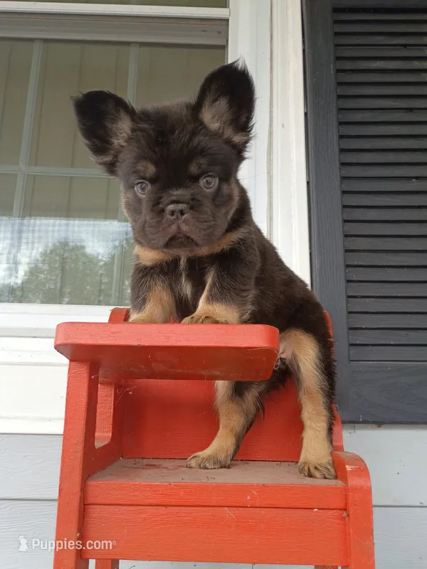 Mark Henry  – French Bulldog puppy for sale in Springfield, MO