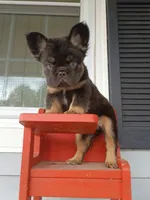 Mark Henry , a male French Bulldog for sale in Springfield, MO – 1 of 6