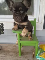 Spider-man, a male French Bulldog for sale in Springfield, MO – 2 of 7