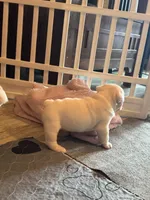 Willy Wonka, a male English Bulldog for sale in Springfield, MO – 8 of 8