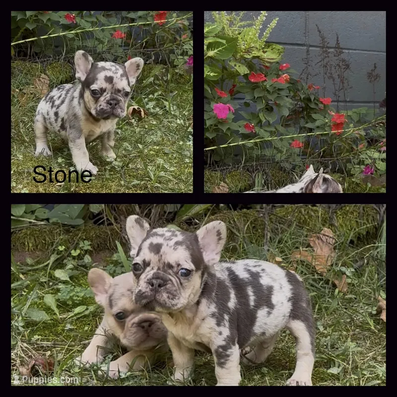 Stone – French Bulldog puppy for sale in Springfield, MO