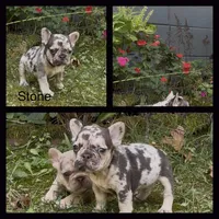 Stone, a male French Bulldog for sale in Springfield, MO – 1 of 3