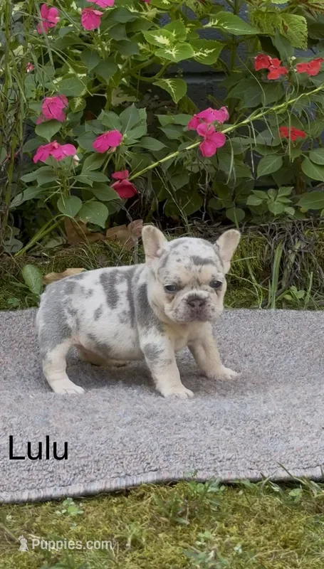LuLu – French Bulldog puppy for sale in Springfield, MO