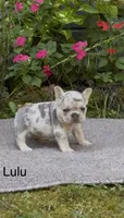 LuLu, a female French Bulldog for sale in Springfield, MO – 1 of 5