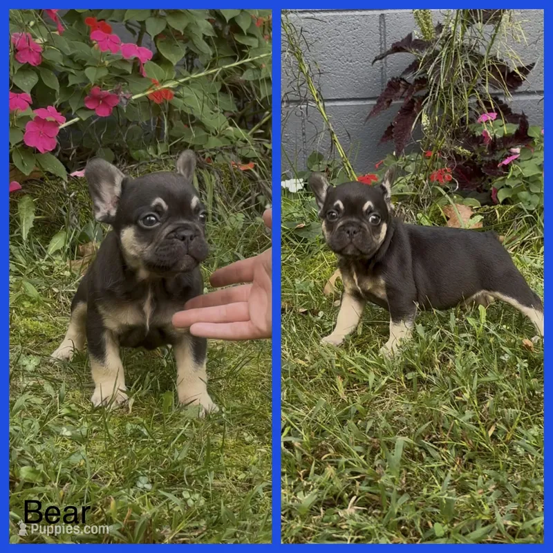 Bear – French Bulldog puppy for sale in Springfield, MO